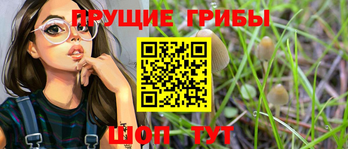Галлюциногенные грибы GOLDEN TEACHER  где купить наркотик  Сунжа  Галлюциногенные грибы Psilocybe  Вход с VPN 